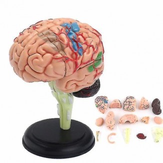 4D Anatomical Human Brain Model - Educational Medical Tool Toy