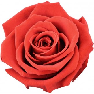 Rose Eternelle, Fleur Eternelle, Naturelle Rose Eternelle, Rose Fleur
